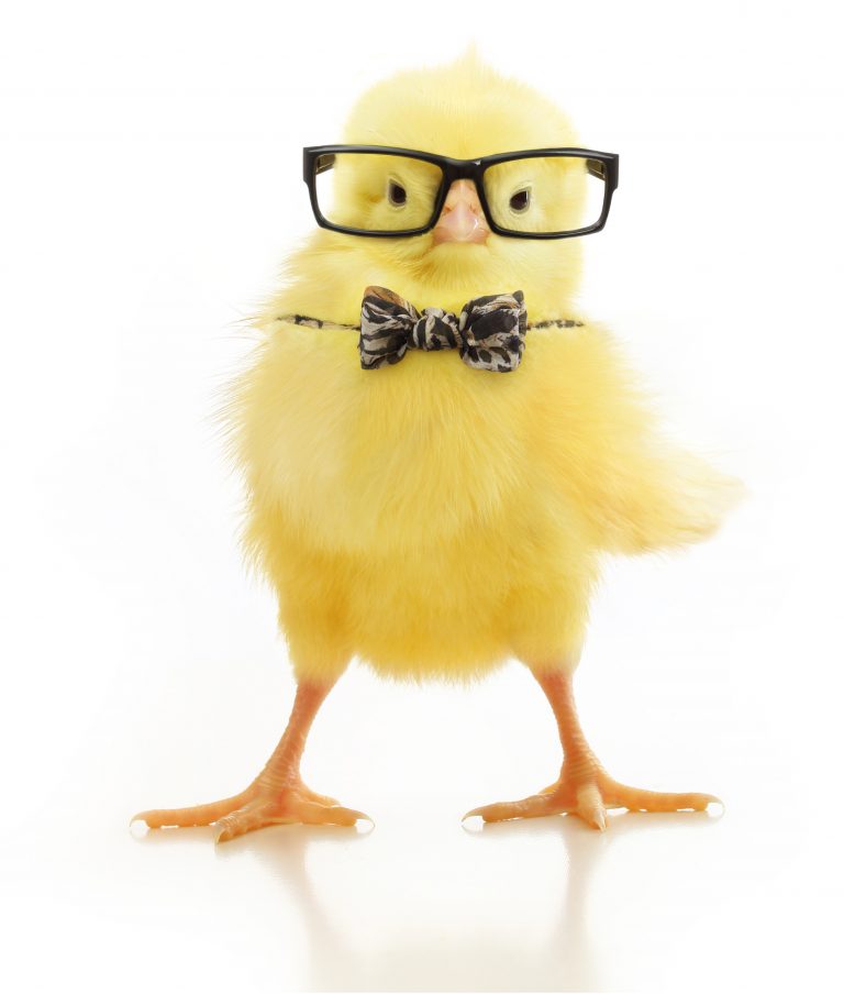 chick in tie