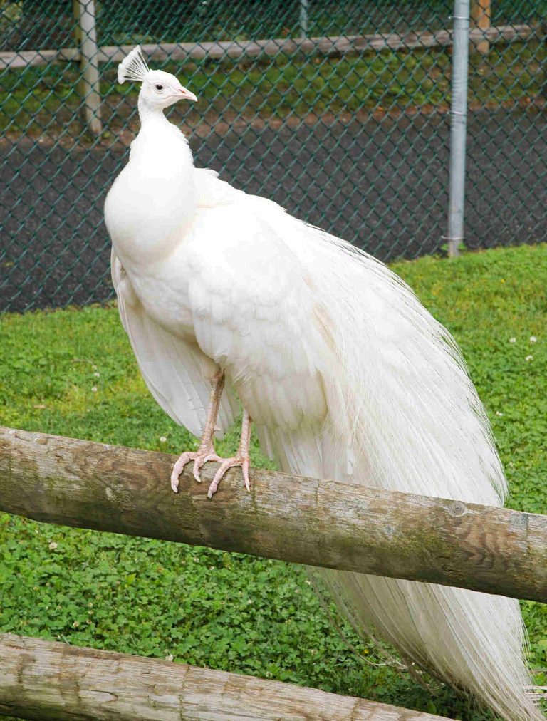 shutterstock_48832384(1)