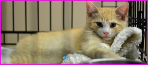 Jersey Shore Pops cat