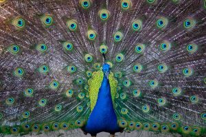 blue and green peafowl