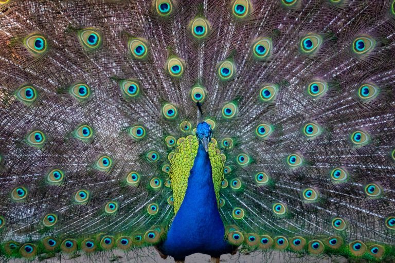 blue and green peafowl
