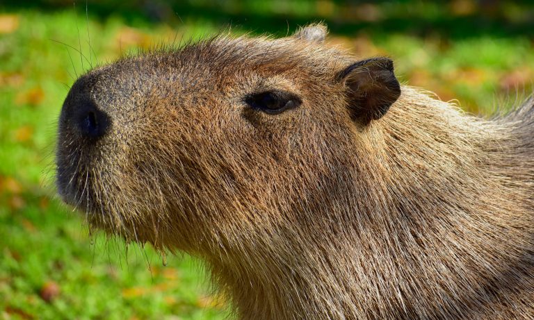 capybara courtesy shutterstock