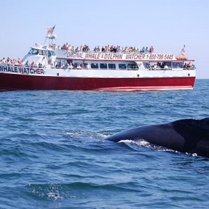 cape-may-whale-watcher